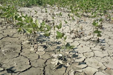 Fototapeten Drought after flood in soy bean field with cracked land © sima