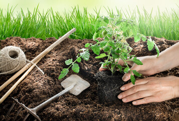 Female hands planting tomato plant in vegetable garden