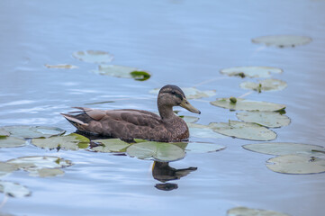 Canard se promenant sur un lac au Le Boisée de la Pointe St-Gilles un des parc de la ville de Baie Comeau 