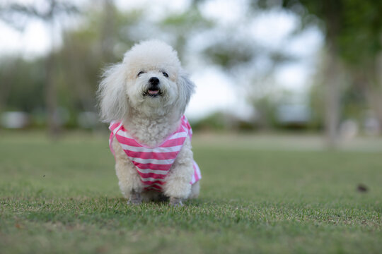 Adorable small dog who wear a pink and white striped shirt sit and smile in the park with blur background