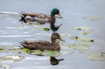 Canard se promenant sur un lac au Le Boisée de la Pointe St-Gilles un des parc de la ville de Baie Comeau 