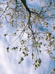tree branches against blue sky