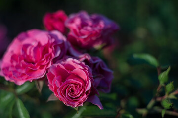 blooming pink rose flower, in the sunlight, on a natural green background. view from above. Natural flower red rose, vibrant coral rose. Floral texture background. save the space, summer flowers