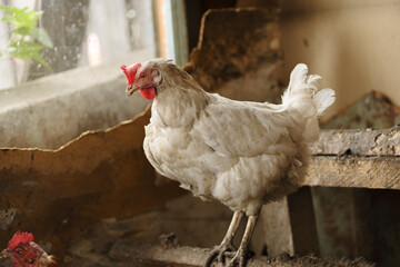 A white hen sits on a perch in the coop. Rural suburban life.