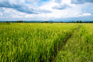 Beautiful rice field producing yellow grains against blue and white fluffy cloudy sky background in rainy season. Green field and blue sky.