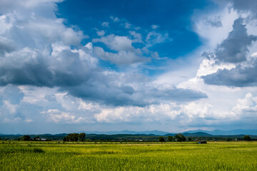 Beautiful rice field producing yellow grains against blue and white overcast cloudy sky background in rainy season.
