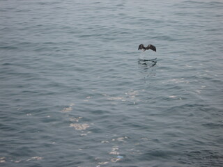 bird catching fish from water