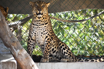 close up of a leopard