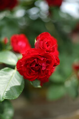 Close up of bunch of red colored roses in garden. A rose is a woody perennial flowering plant of the genus Rosa, in the family Rosaceae.     