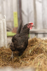 A black, worried hen stands in the hay. Rural suburban life.
