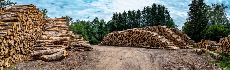 coupe de bois en forêt