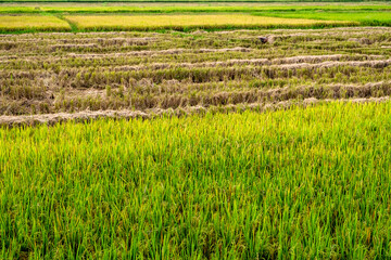 Rice field in different stages; producing grains, yellowing, and harvested.

