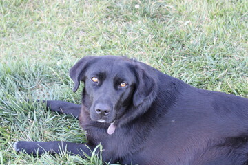 black labrador retriever