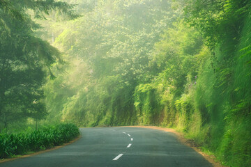 A beautiful rural asphalt road curving in the clouds lost deep in the green mountain forest of Madeira island, Portugal