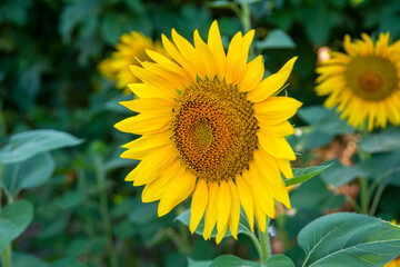 Sunflower field in sunny day