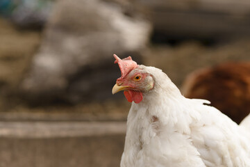 A white very calm chicken looks at the camera. Rural suburban life.