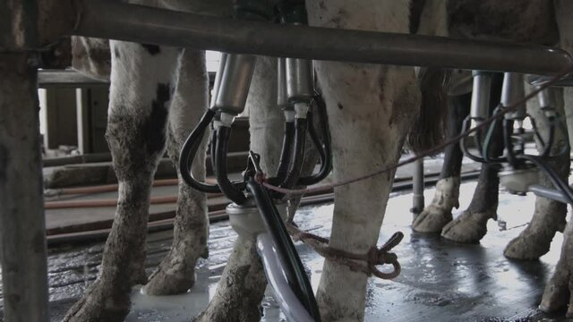 Closeup of mechanical milking on cow's milk cow farm