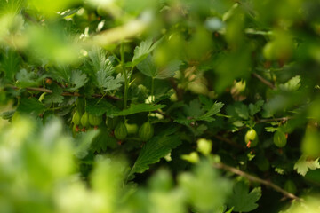 Fototapeta na wymiar A bush of gooseberry in the green garden