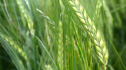 Barley ferry in a summery barley field as a panorama