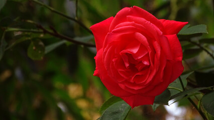 red rose in garden