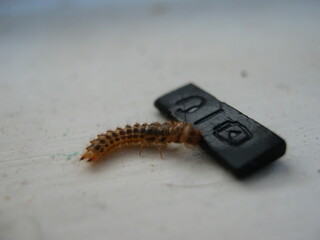 small worm