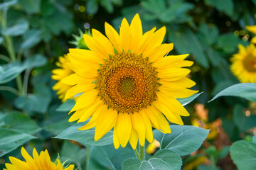 Sunflower field in sunny day