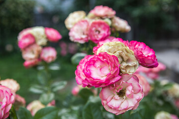 pink roses in garden
