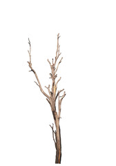 Dead trees in the natural white background