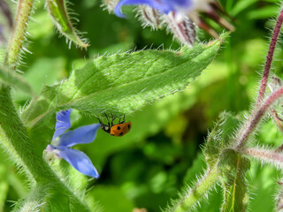 a ladybird walking on Borage