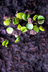 small sprouts in the ground