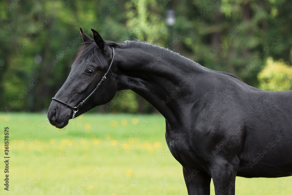 Wall mural Portrait of a beautiful black horse stands on natural summer background, head closeup