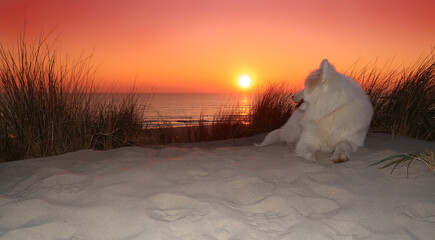 samoyed dog sitting on the beach at sunset