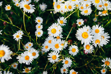 Summer fresh daisy chamomile flowers growing under the sunlight. A field full of beautiful white flowers