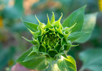 Sunflower field in sunny day