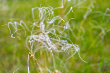 Feather grass in the wind in a summer meadow