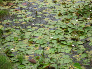Obraz na płótnie Canvas water lilly lotus leaves