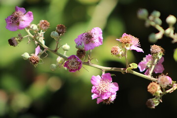 Pink flowers of Rubus ulmifolius plant,That are wild blackberries.Italy