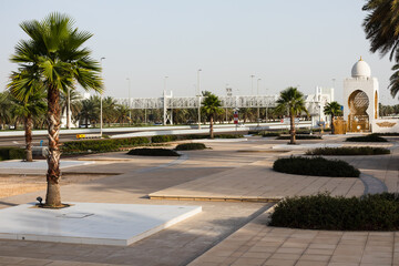 Fototapeta premium fresh palm dates fruits and trees in emirates