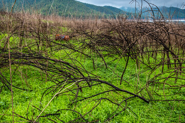 Rusty old metal drum lying on the ground with newly grown grasses in the field of dead branches of black mimosa near the lake with mountains background.
