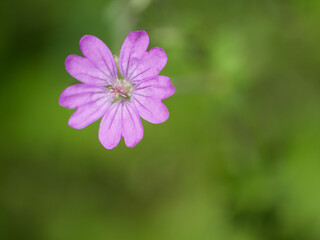 she is free this little lady called wild geranium, ein storchschnabel in mitten von Grün