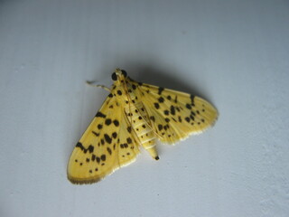 yellow spotted moth