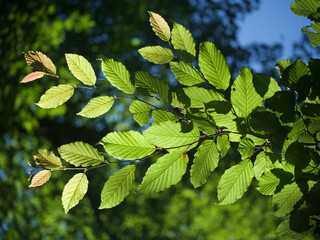 leaf, leaves hornbeam, ein Ast von Hainbuchenblättern im Sonnenschein