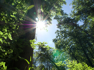tree meets sun in the forest, Laubwald, deciduous forest, reflexion,