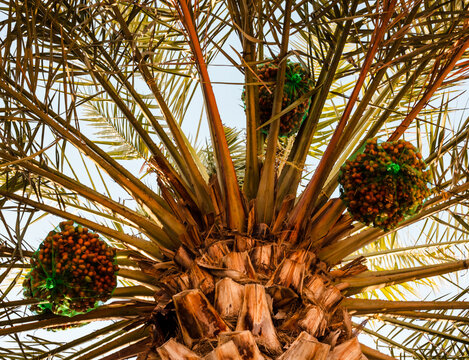 Dayen Tree รูปภาพDate-Tree – เลือกดูภาพถ่ายสต็อก เวกเตอร์ และวิดีโอ262 | Adobe Stock