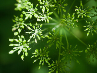 like green stars watching the world and his creature from the bottom of the earth