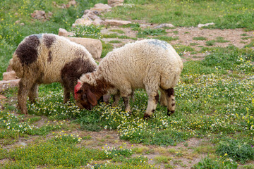 Obraz premium sheep in the field