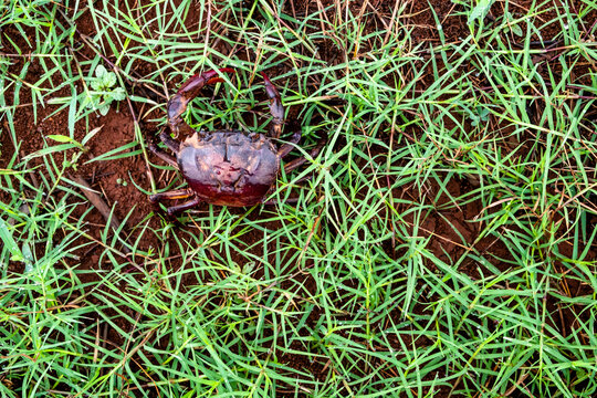 Close-up of a reddish brown field crab on green grass field.
