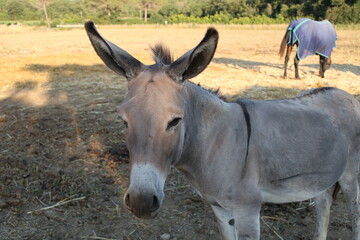 Fototapeta premium donkey in the field