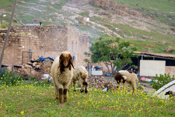 sheep in the mountains