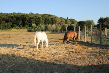 horses in the field